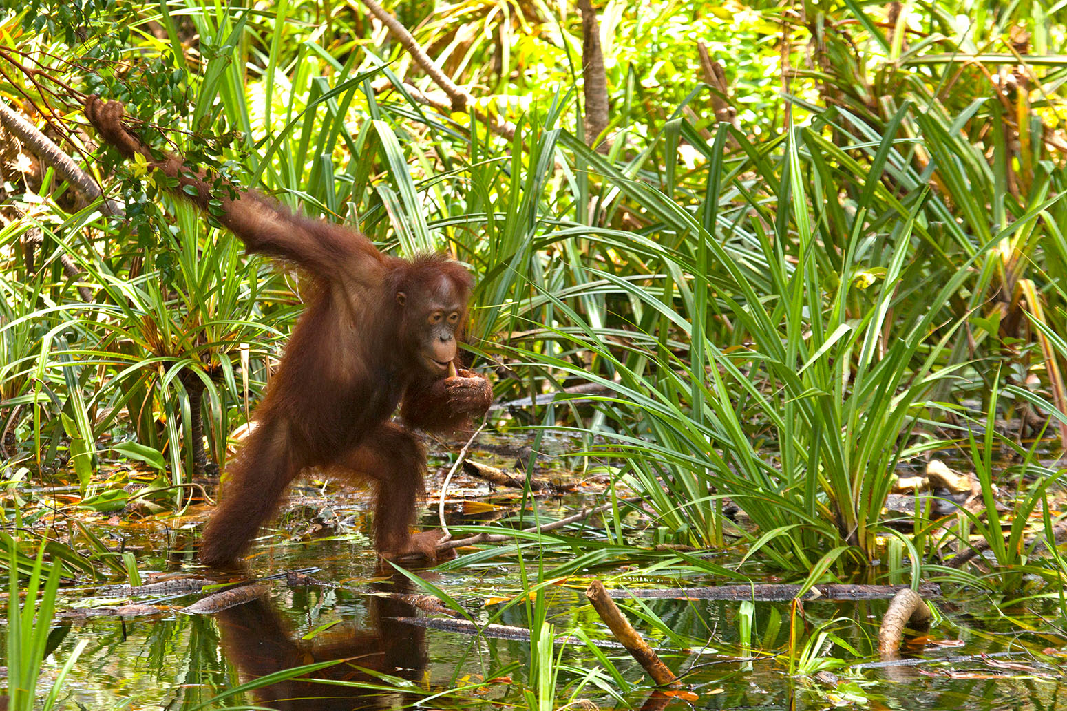 meet orangutan in Tanjung Puting National Park