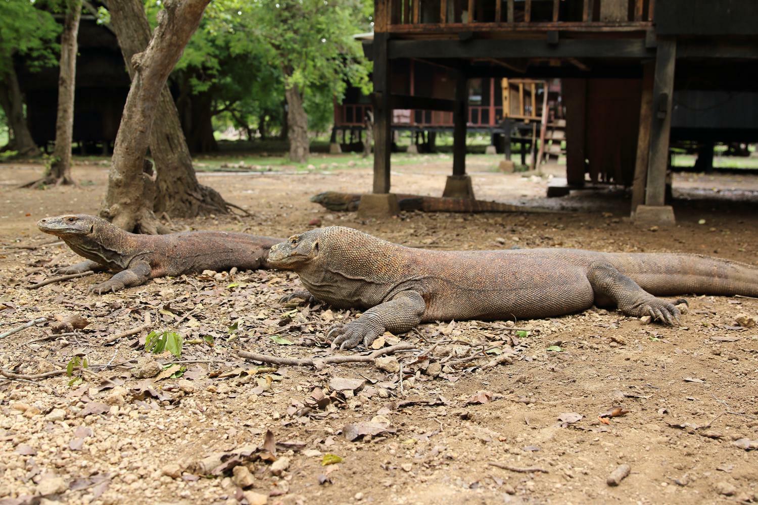 meet the komodo dragon in Komodo National Park