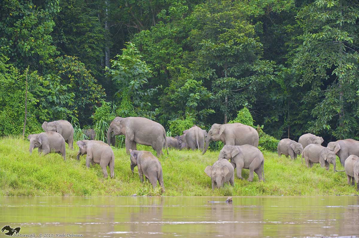endangered borneo elephants in kayan mentarang