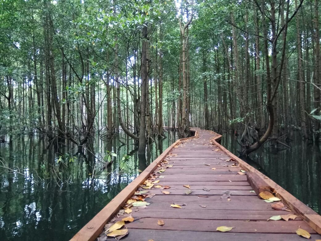 mangrove forest in kutai national park