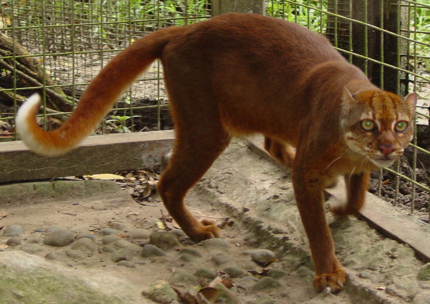 Borneo Bay Cat is another endemic animal of borneo
