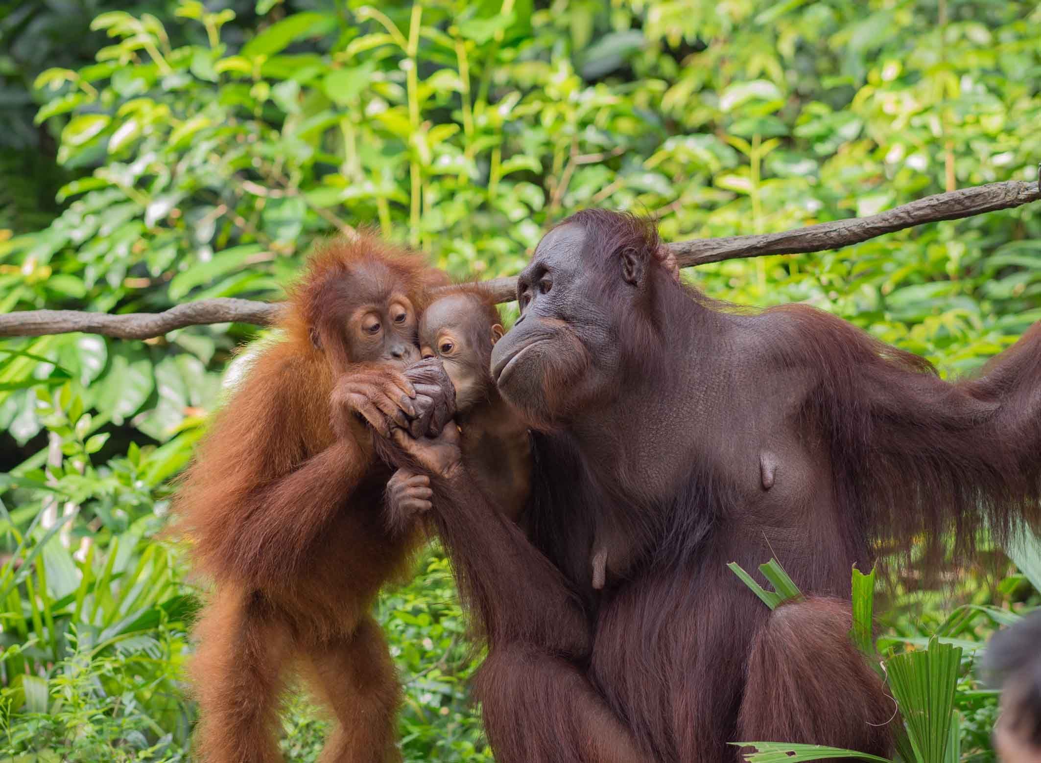 Orangutan can be found on the islands of Borneo and Sumatra