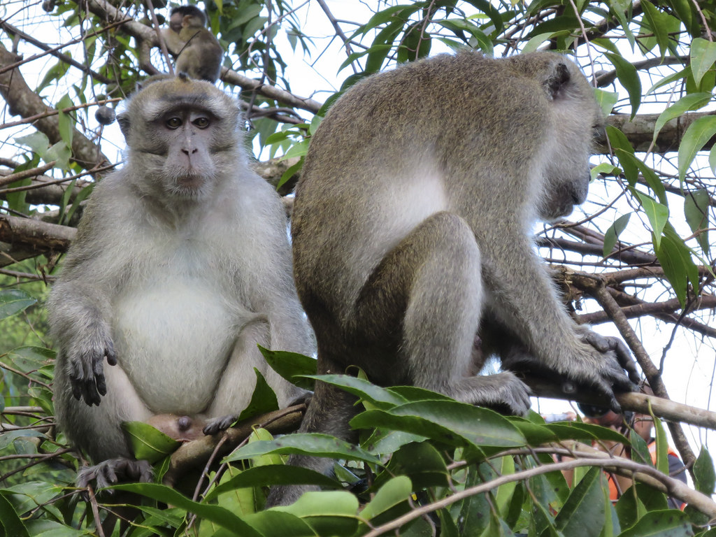 beruk mentawai species are endemic primates to the Mentawai Islands in Sumatra