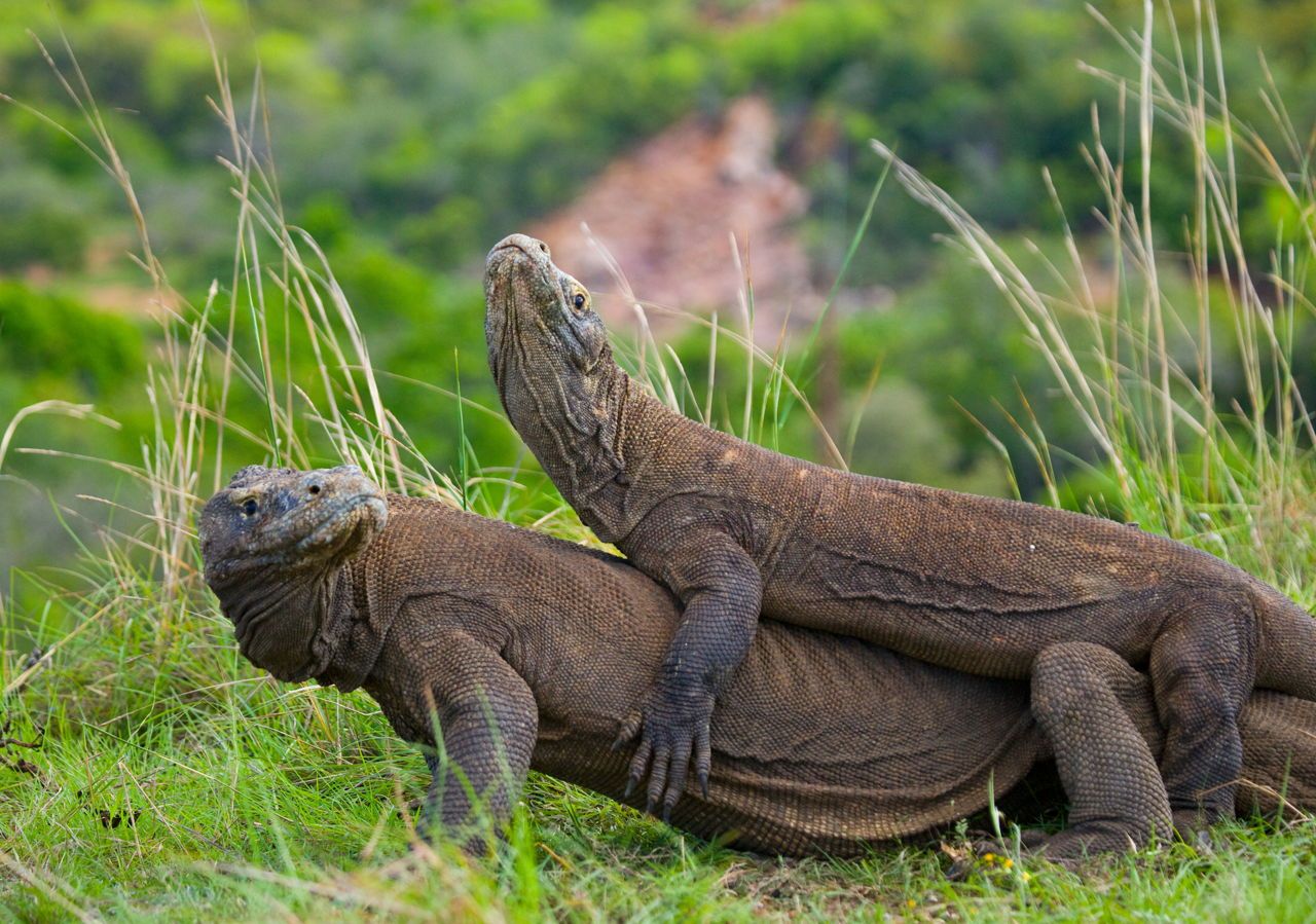 honeymoon in flores to see komodo dragons