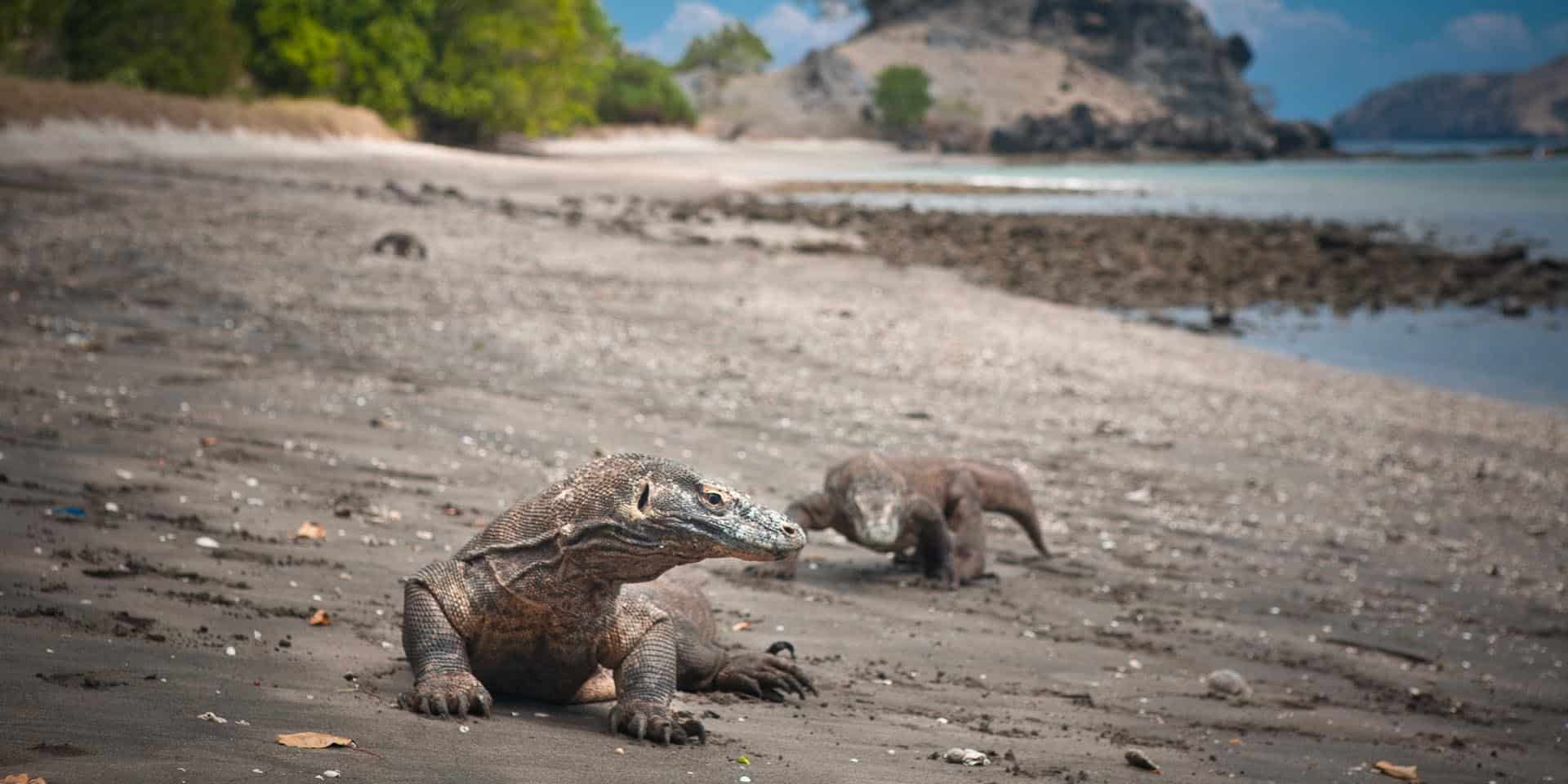komodo is endangered species in indonesia