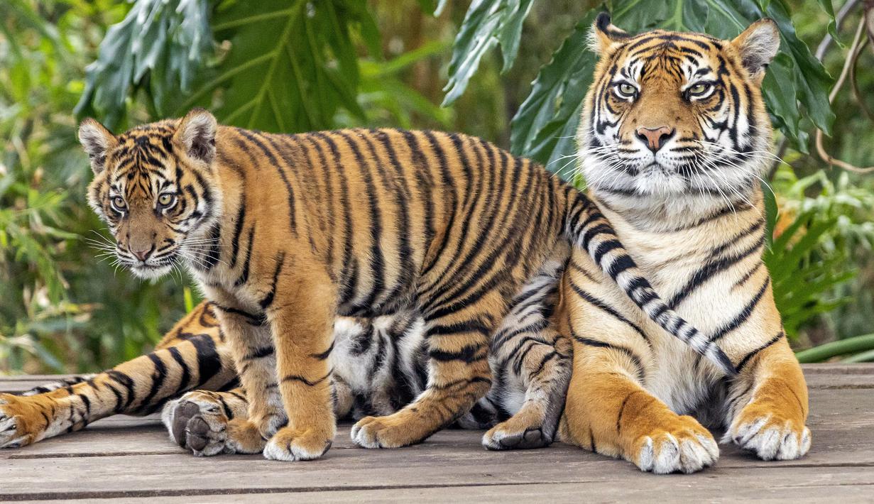 sumatran tiger is one of the rare animals protected by the Indonesian government