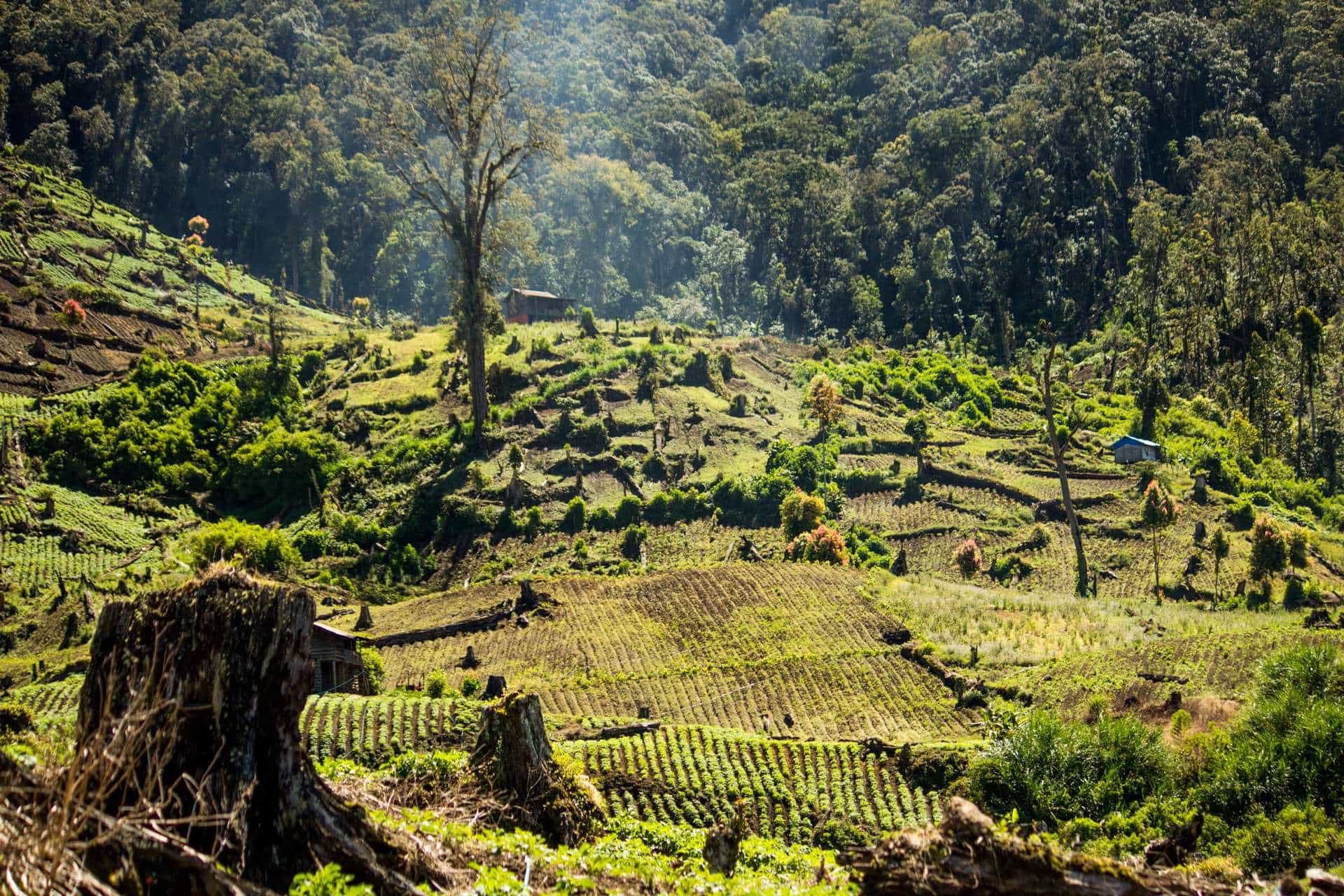 encroachment and illegal logging in kerinci seblat