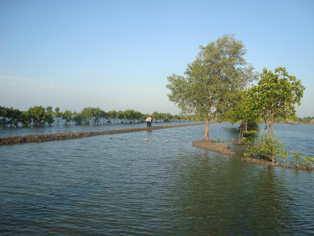 Muara Gembong mangrove forest can be said to be the lungs of Bekasi district