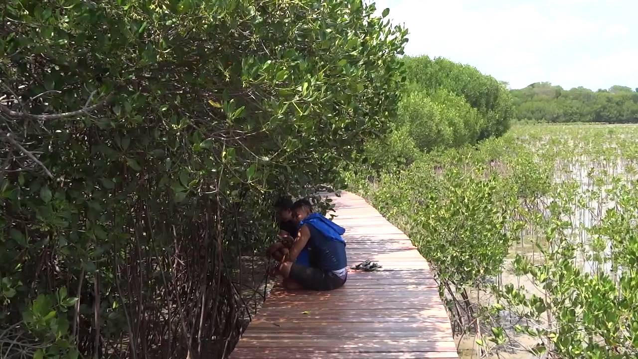 Rembang Mangrove Forest in Central Java