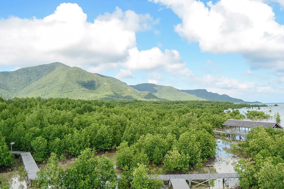 amazing Karimunjawa Mangrove Forest