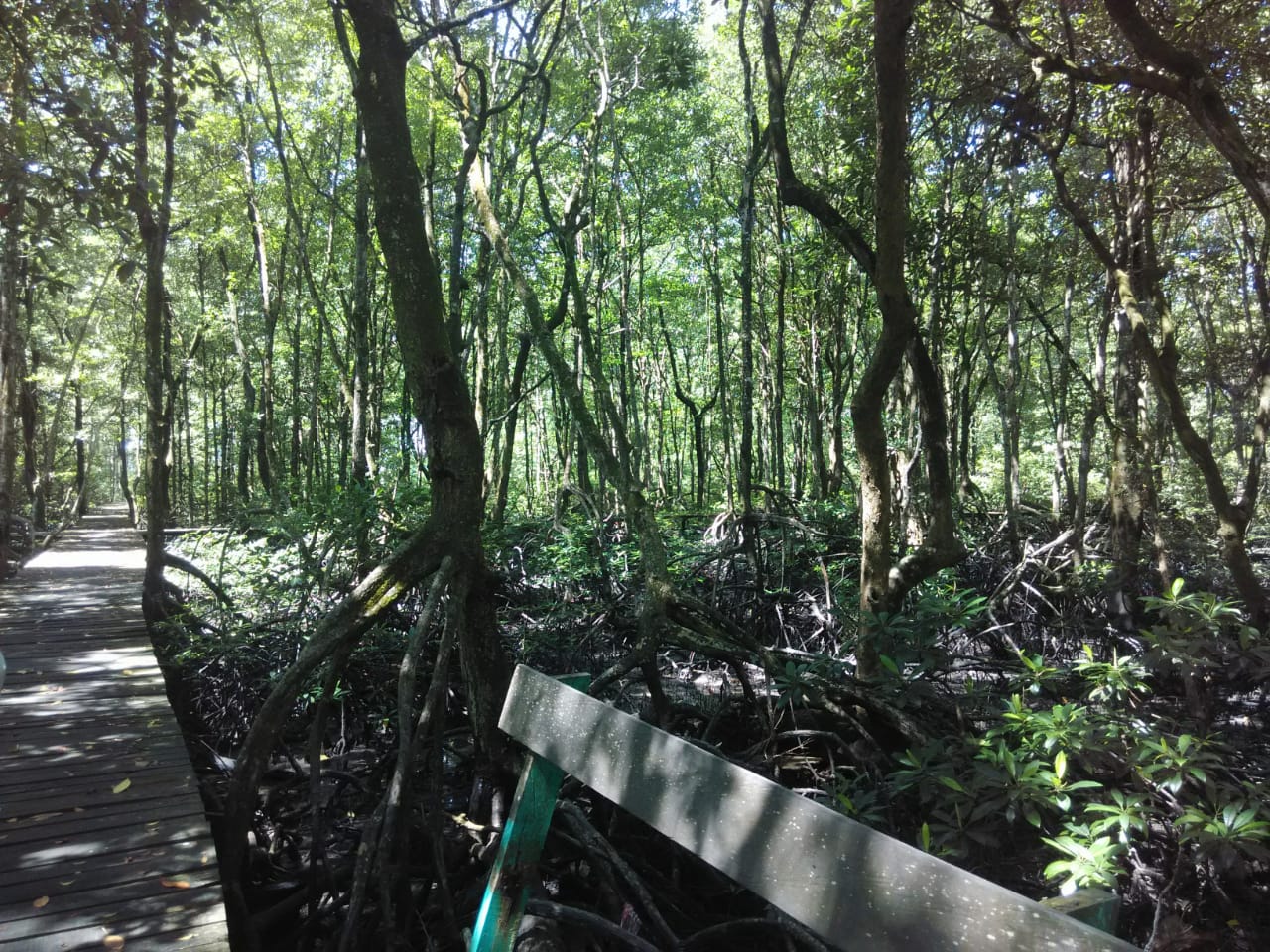 the beautiful Tarakan Mangrove Forest in east kalimantan