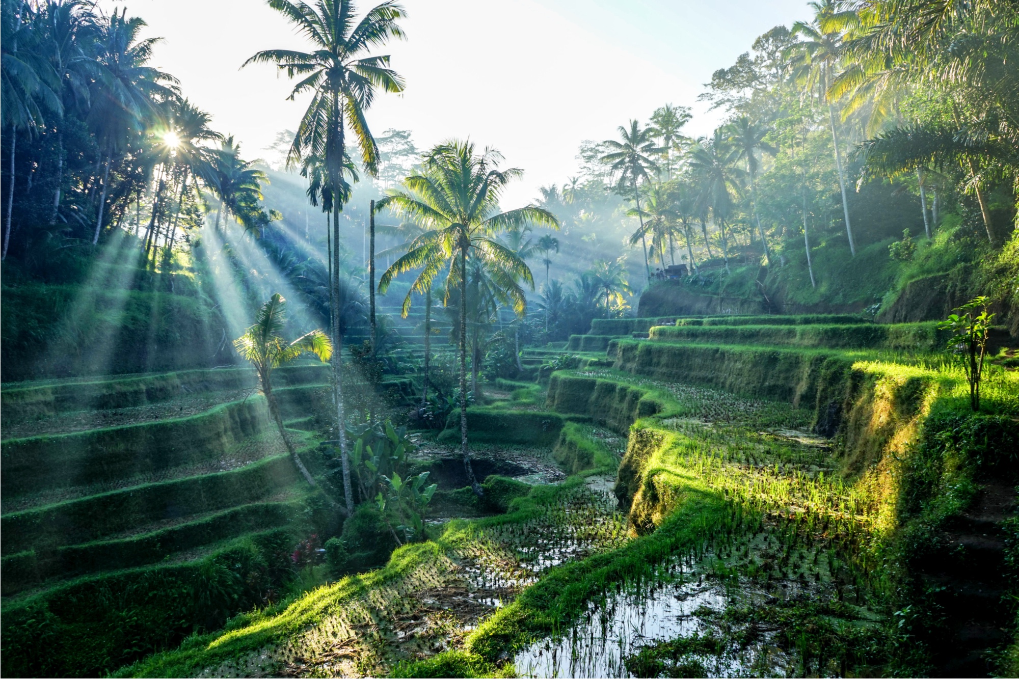 attractions in ubud bali