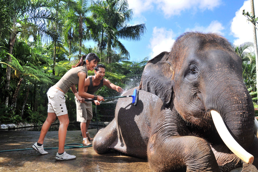 kids can also pet, feed and bathe the Sumatran elephants in Mason elephant park