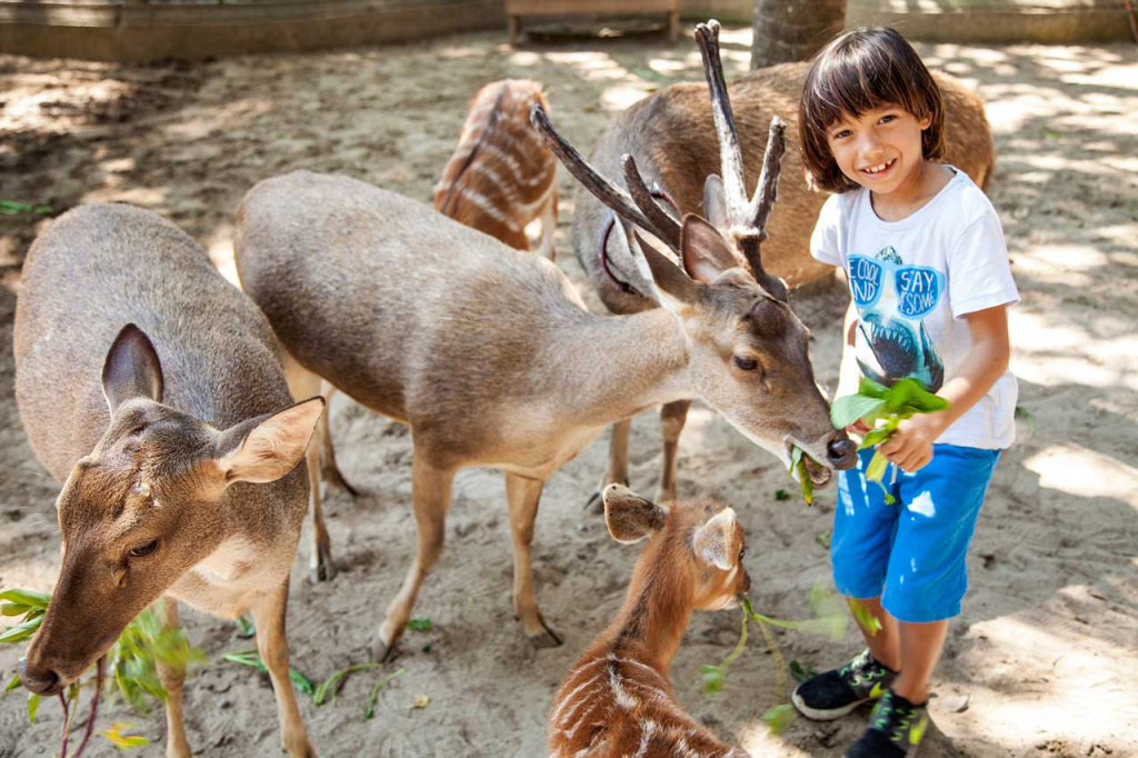 kids interaction with animal in bali zoo during holiday